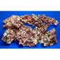 Live Rock Grade A (c/w red coralline algae)