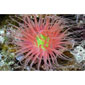 Tube Anemone Purple Sunrise