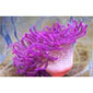 Long Tentacled Yellow - Purple Base Anemone