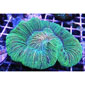 Brain Coral Green