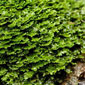 Pellia endiviifolia