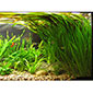 Tape Grass - Eel Grass