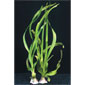 Water Onion